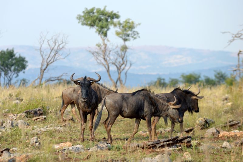 image of wildebeest
